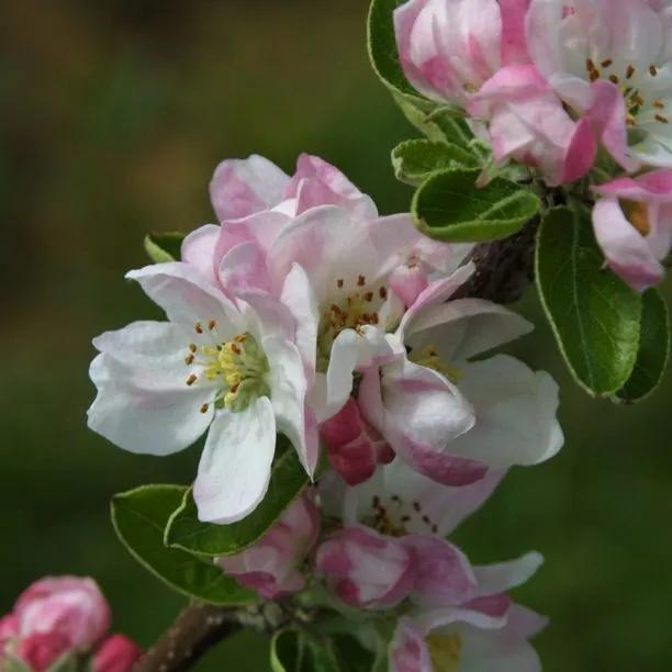 Grenadier Apple blossom on the tree