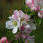 Grenadier Apple blossom on the tree