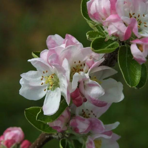 Grenadier Apple blossom on the tree