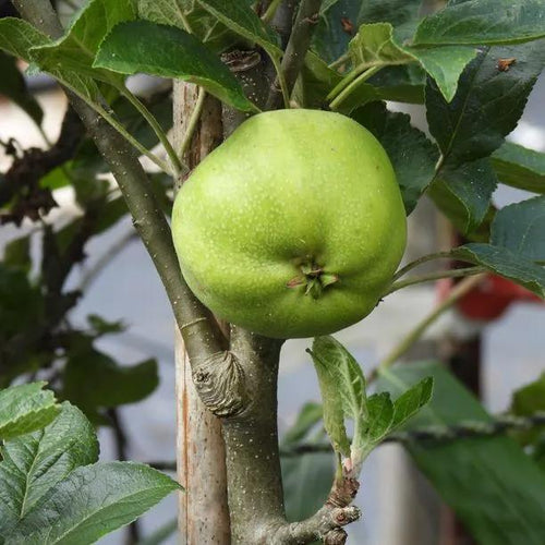 Grenadier Cooking Apples on the tree