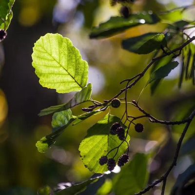 Grey Alder