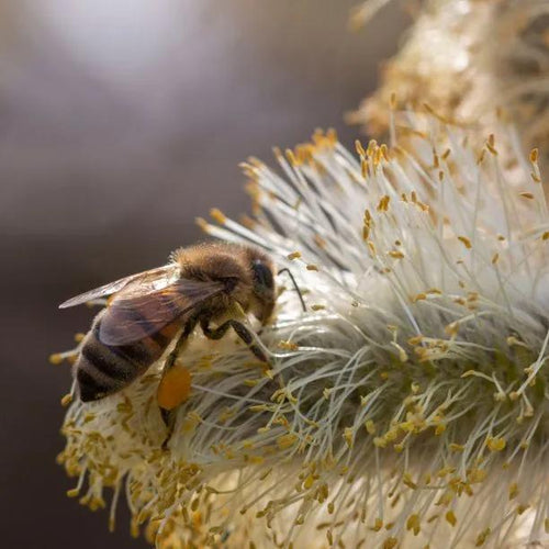 Grey Willow catkin and bee close up