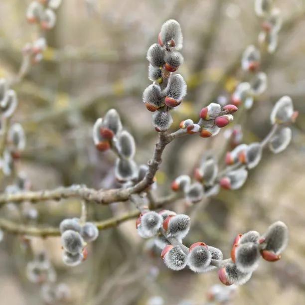 Grey Willow Tree catkins in Spring