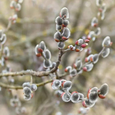 Grey Willow Tree catkins in Spring