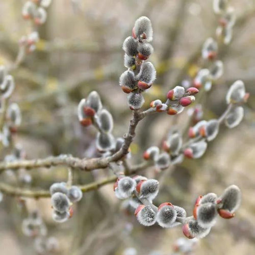 Grey Willow Tree catkins in Spring