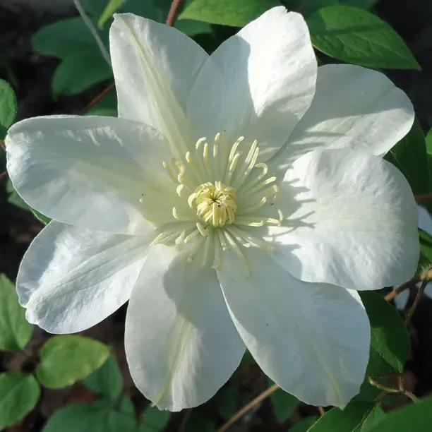 Guernsey Cream Clematis Flowers