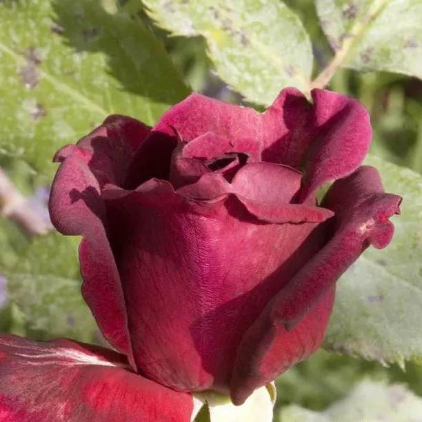 Guinée Rose – Darkest Blackish-Crimson Scented Climber