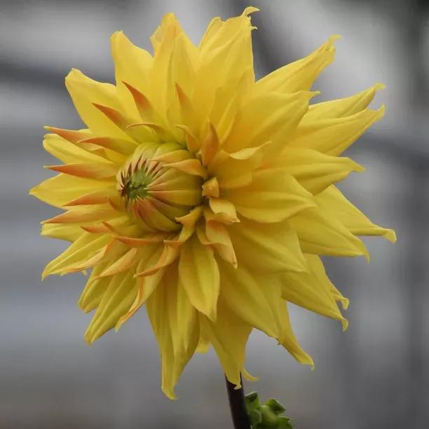 Hamari Gold Dahlia Flowers