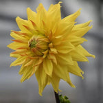 Hamari Gold Dahlia Flowers