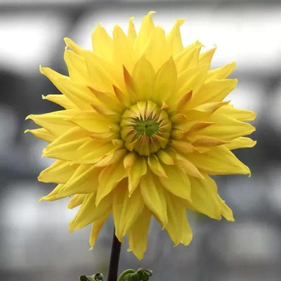 Hamari Gold Dahlia Flowers