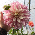 A close-up of a large pink dahlia flower held by a person's hand, with green leaves and stems in the background and another pink flower blurred on the right.