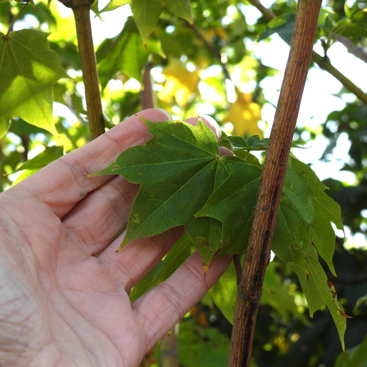 Hand holding Cappadocian Maple Leaves