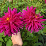 Hand holding two Ambition dahlia flowers