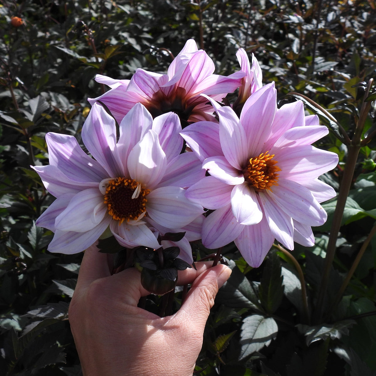 A hand holding a cluster of light purple dahlia flowers with dark brown centers and orange-yellow stamens, set against a background of dark green garden foliage.