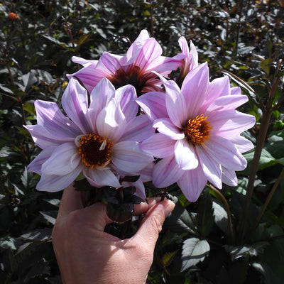 A hand holding a cluster of light purple dahlia flowers with dark brown centers and orange-yellow stamens, set against a background of dark green garden foliage.