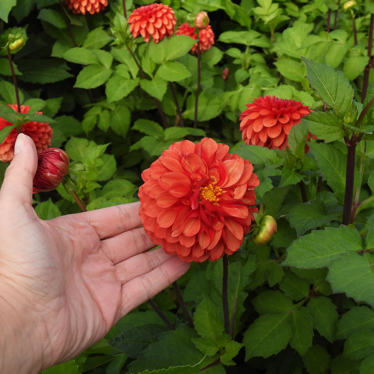 A close-up of a hand holding a bright orange-red dahlia flower in a garden with green foliage and other flowers in the background.