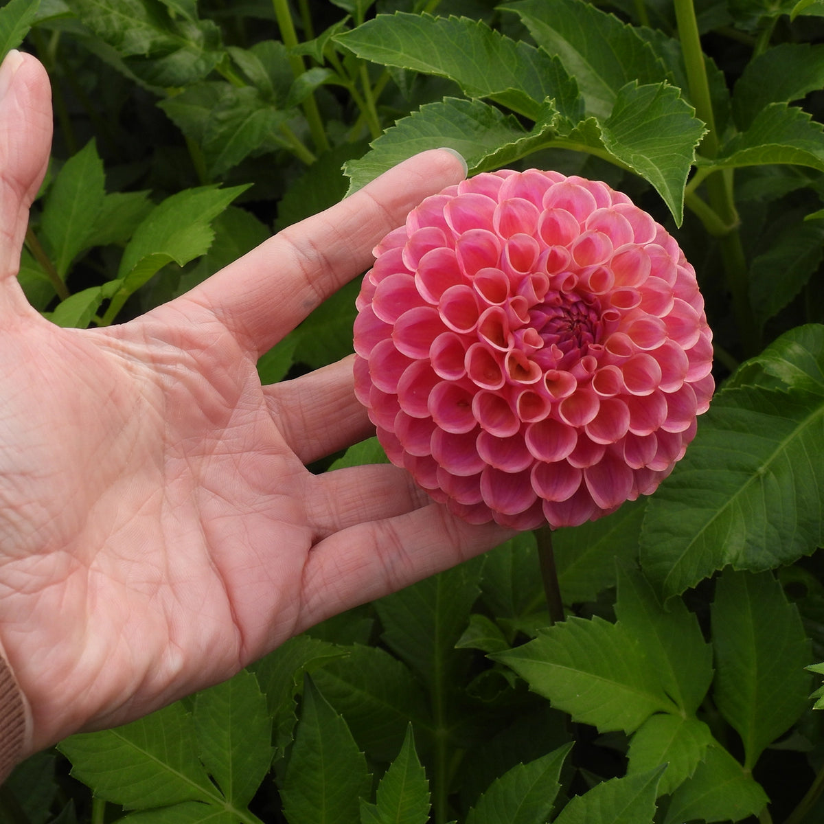 A close-up of a pink dahlia flower held in a person's hand, with green foliage in the background.