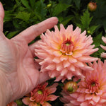 A close-up of a hand holding a large pink dahlia flower in a garden, with other pink and peach dahlia blooms and green foliage in the background.
