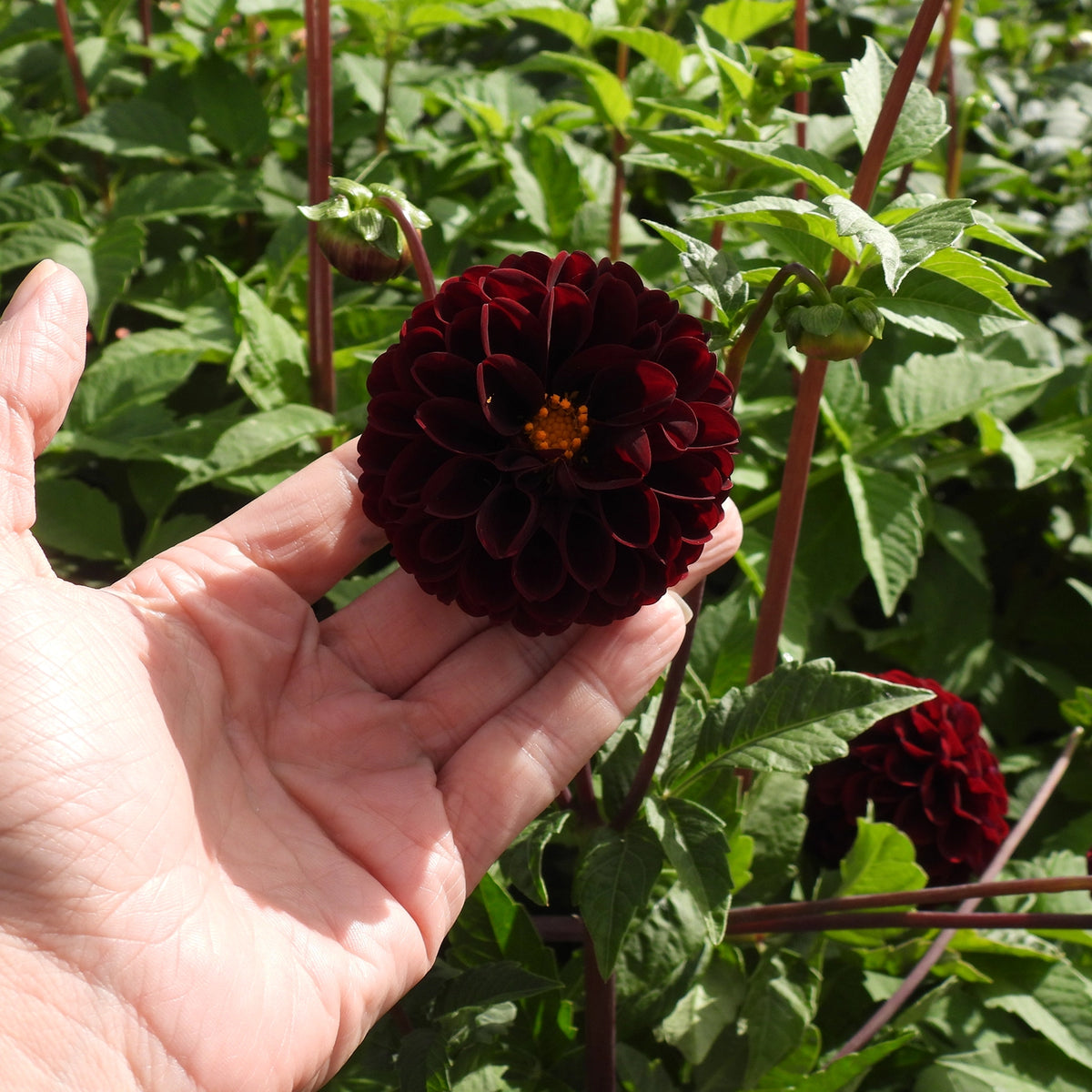 A hand holds a dark burgundy dahlia flower in a garden with green foliage and other dark burgundy dahlias in the background.