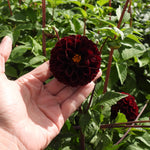 A hand holds a dark burgundy dahlia flower in a garden with green foliage and other dark burgundy dahlias in the background.