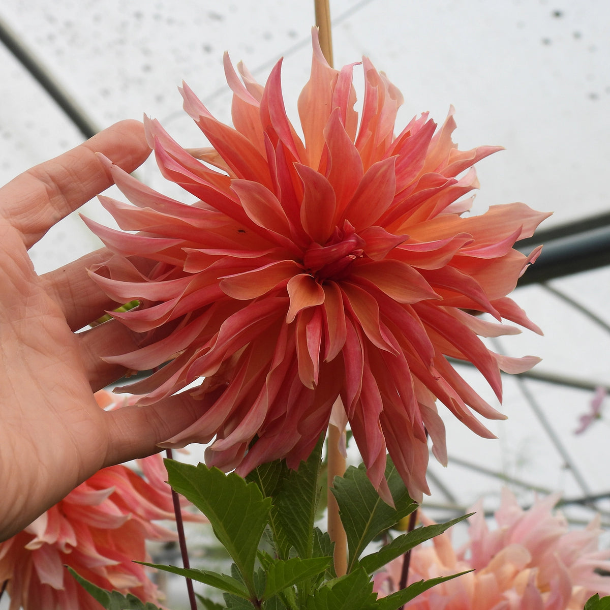 A close-up of a large labyrinth dahlia flower held by a human hand, with other flowers and greenhouse structures blurred in the background.