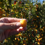 A hand holding a small, round yellow-crabapple fruit with a stem, set against a blurred background of an outdoor fruit orchard.