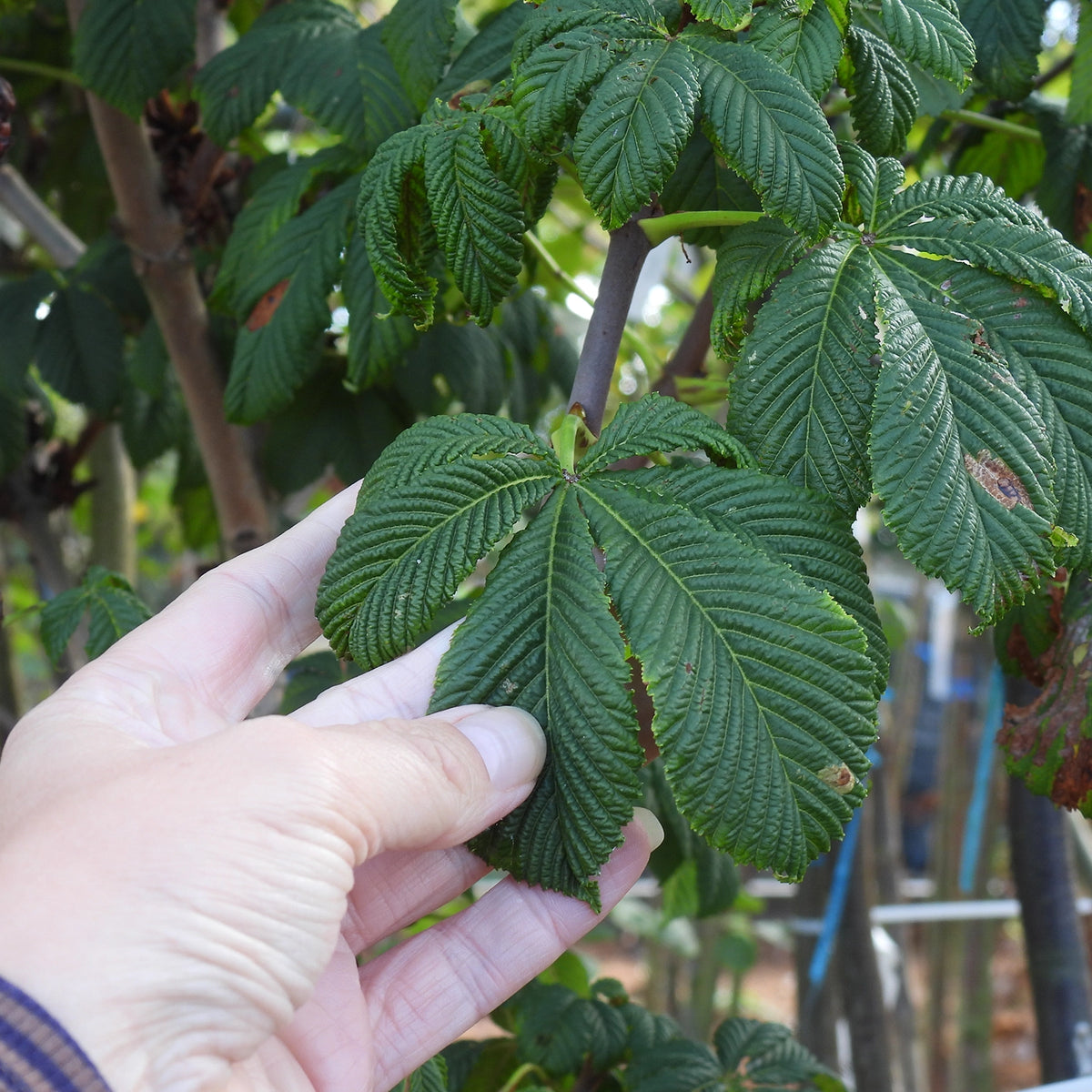 Hand holding white horse chestnut leaves