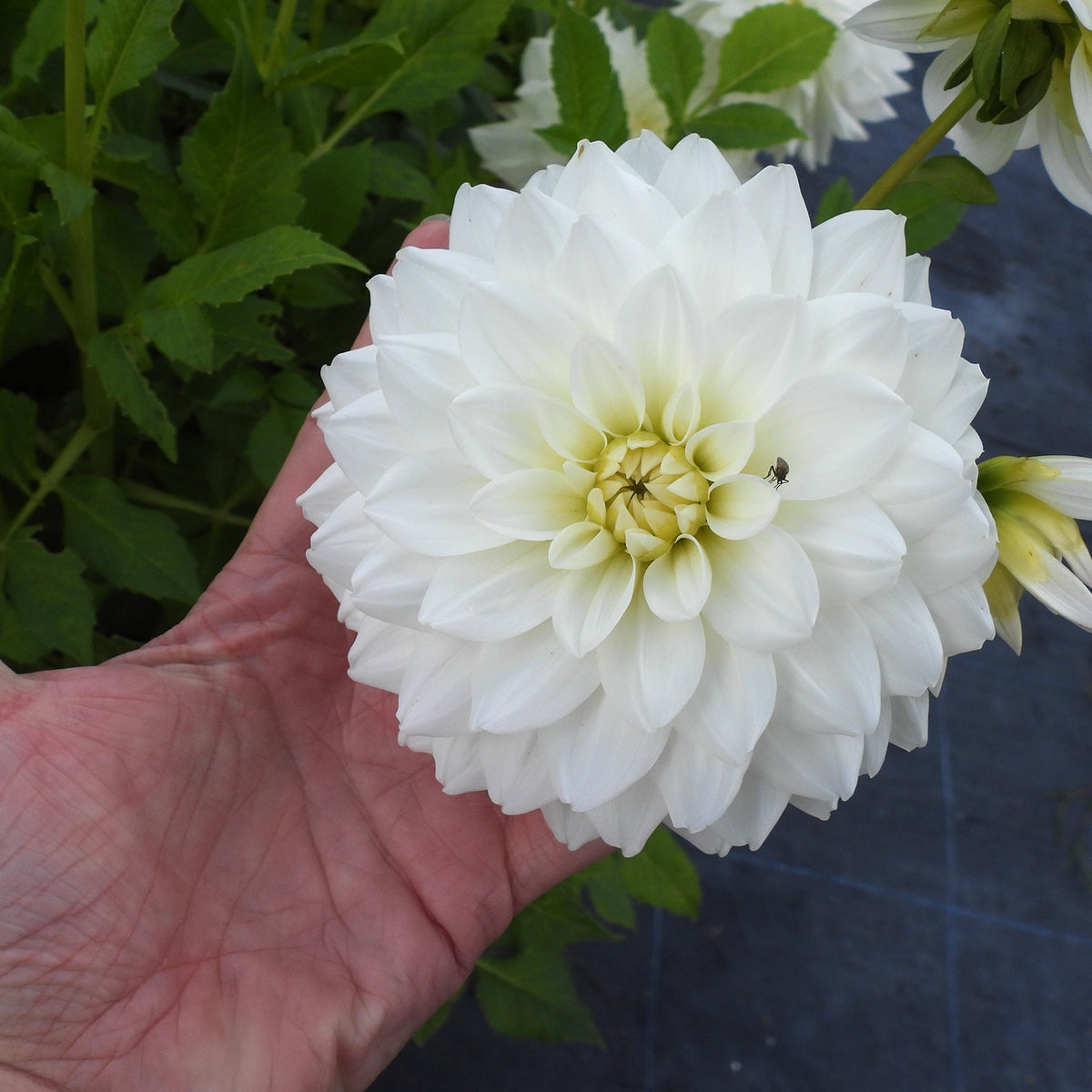 A close-up of a large white dahlia flower held in a person's hand, with green foliage and other flowers in the background.