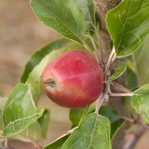 Hangy Down Cider Apples on the tree
