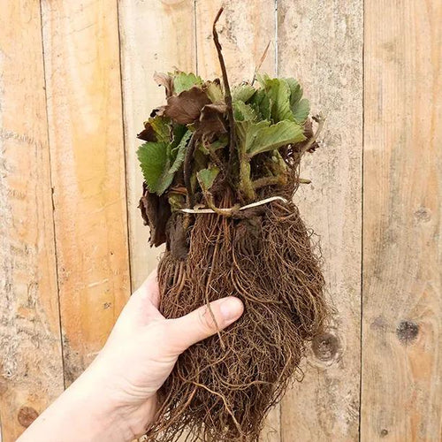 Bareroot Hapil Strawberry Plants