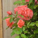Happy Anniversary Floribunda Rose Flowers