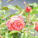 Happy Anniversary Floribunda Rose Flowers