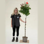 Standard Happ Anniversary Rose - 5 litre Pot