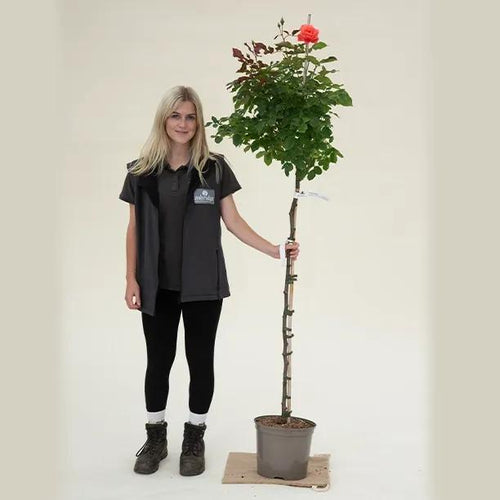 Standard Happ Anniversary Rose - 5 litre Pot