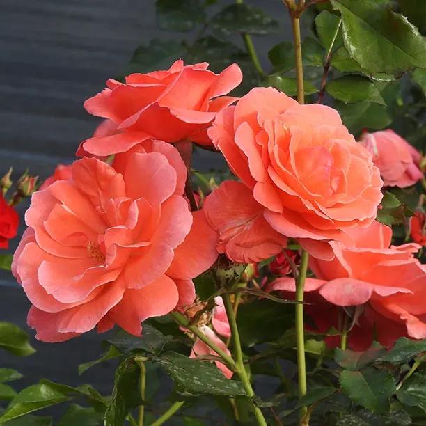 Happy Anniversary Rose Flowers