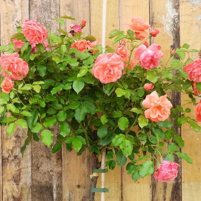 Happy Anniversary Standard Rose