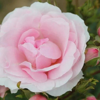 Happy Silver Wedding Rose Flowers