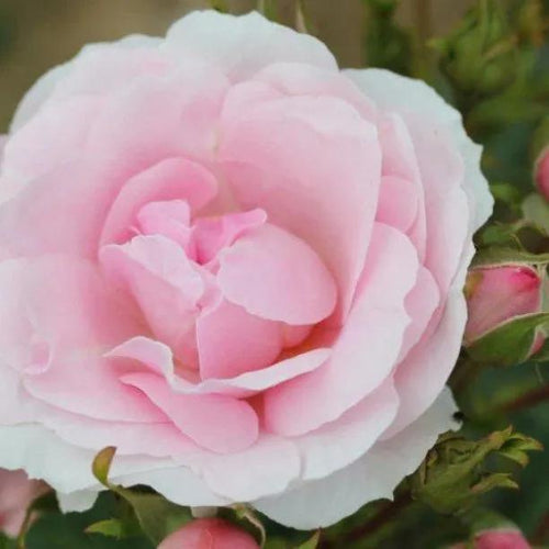 Happy Silver Wedding Rose Flowers