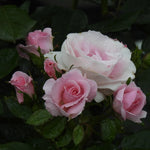 Close-up of pink and white roses with water droplets on dark green leaves.