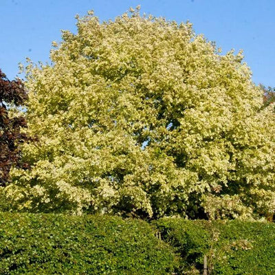 Mature Harlequin Norway Maple tree