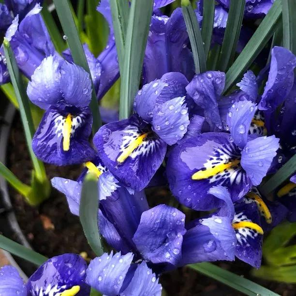 Harmony Dwarf Iris Flowers