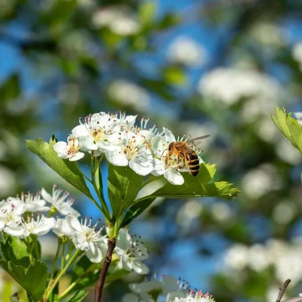 Hawthorn Flowers