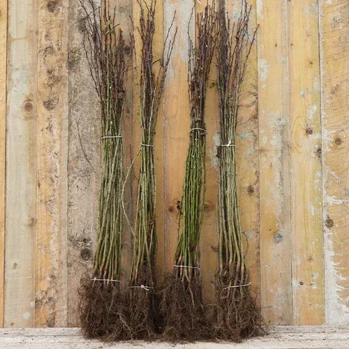60-80cm Tall Bareroot Hawthorn Hedge Plants