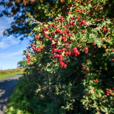 Mature hawthorn hedge