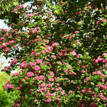 Hawthorn Rosea Flore Pleno Flowers