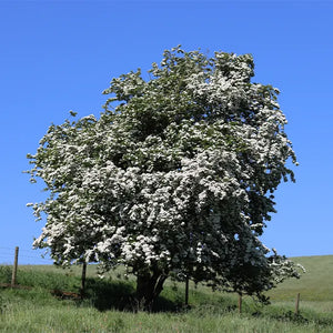 Double White Hawthorn Trees