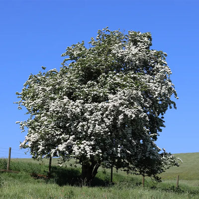 Double White Hawthorn Trees