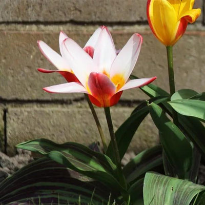 Heart's Delight Kaufmanniana Tulip Flowers