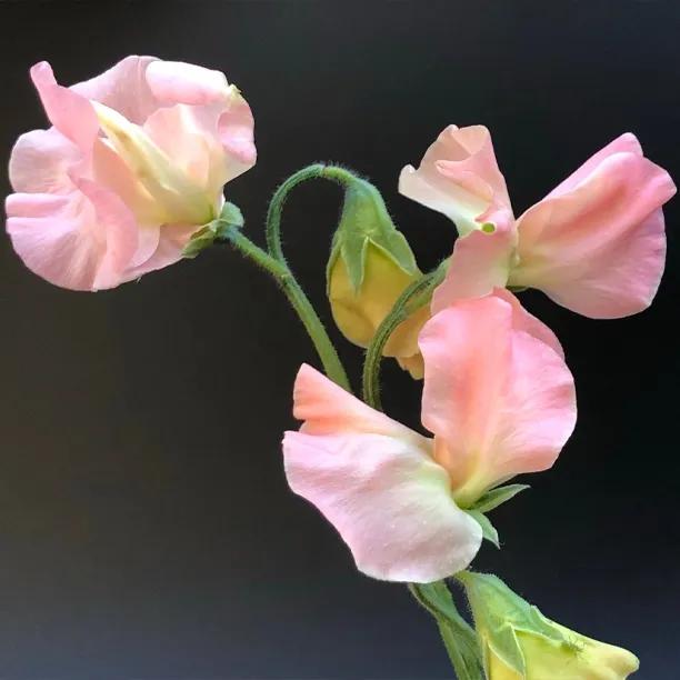 Heaven Scent Sweet Pea Flowers