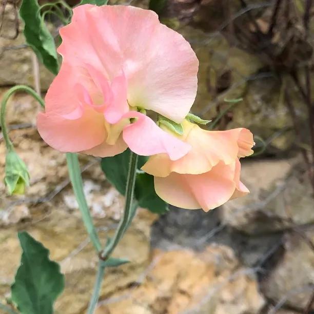 Heaven Scent Sweet Pea Flowers